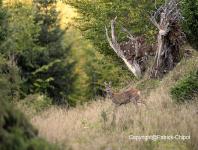 images/CERF-ET-CHEVREUIL/chevreuil-23-septembre-2014- copie.jpg